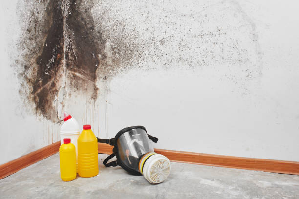 Best Mold Removal Process  in Campti, LA