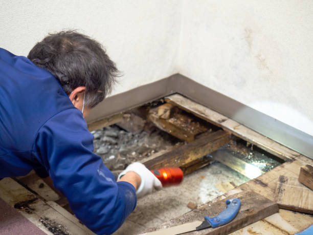 Best Emergency Mold Removal  in Campti, LA