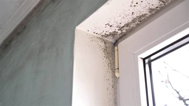 Best Mold Remediation  in Campti, LA