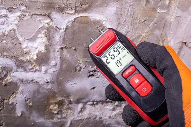 Best Home Mold Removal  in Campti, LA