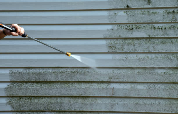 Best Black Mold Removal  in Campti, LA