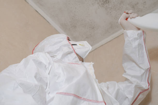 Best Attic Mold Removal  in Campti, LA