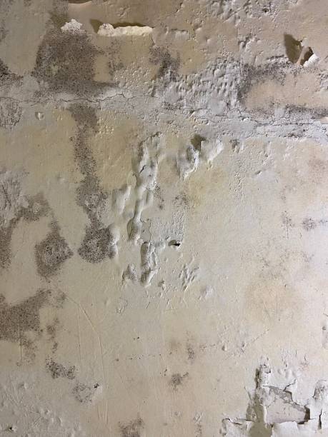 Best Mold Testing  in Campti, LA