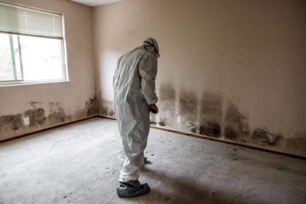 Best Crawl Space Mold Removal  in Campti, LA