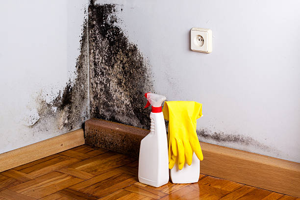 Best Mold Remediation Services  in Campti, LA