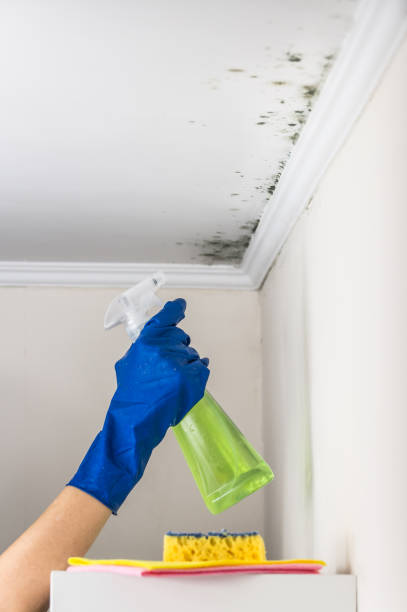 Campti, LA Mold Removal Company